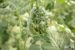 瓜老师豆蔻,青春校园的甜蜜邂逅