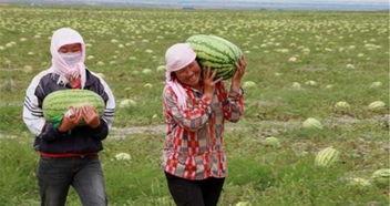 毛不易自由吃瓜基地,揭秘音乐才子背后的娱乐生活