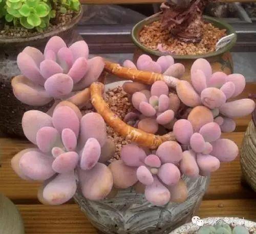 网红僧人多肉,网红僧人的佛系生活与素食美学