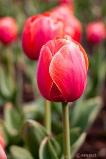 微头条春暖花开的日子,共赴美好时光