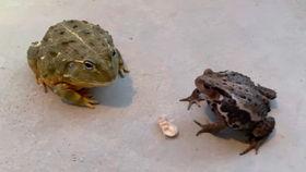 蛤蟆喜欢吃瓜,探寻蛤蟆的瓜食之谜