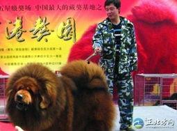 网友爆料藏獒视频播放网站,网友爆料背后的真相