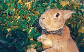 网红兔兔阆阆,萌翻网络的治愈系萌宠传奇