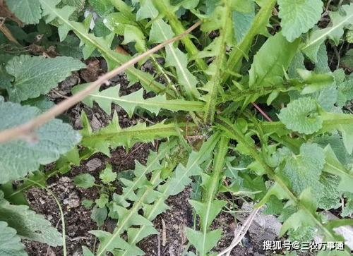 今日头条野生蒲公英图片,大自然的绿色精灵，带你领略自然之美