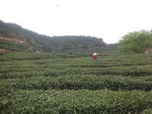 蕲春有几个网红打卡点,探寻这座城市的魅力地标