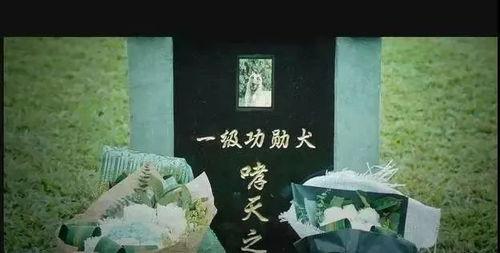 明星吸毒该不该复出,道德底线与公众舆论的较量