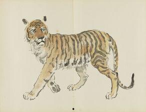 十二生肖明星动物,探寻生肖背后的传奇故事