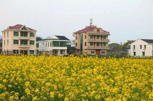 乐清网红油菜花海,春日里的金黄画卷，网红打卡新地标