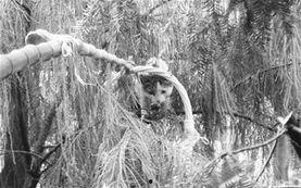 哪些明星被困树顶,被困树顶的明星大揭秘