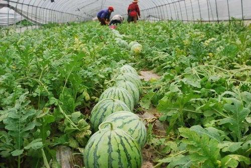 文安大柳河吃瓜事件,一场引发热议的网络狂欢