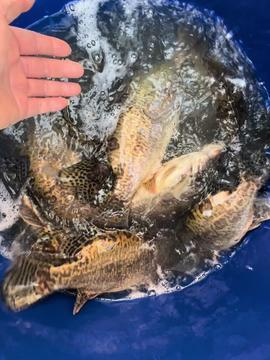 头条国外捕鱼视频,惊险捕鱼瞬间！国外渔民海上挑战大自然