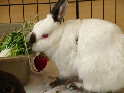 兔子怎样吃瓜,趣味盎然的生态瞬间