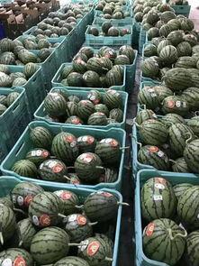 花瓣吃瓜聚集地,探寻都市中的休闲聚集地