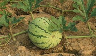 路边吃瓜照片,路人驻足，共享瓜果时光