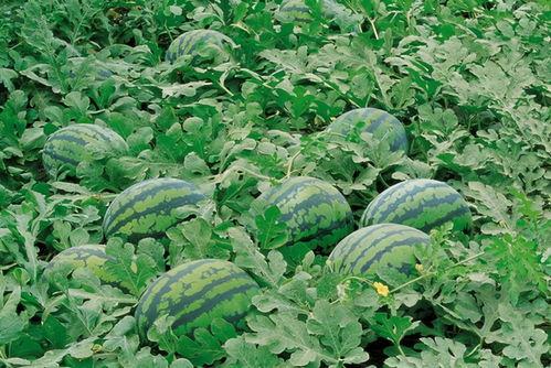 花店吃瓜网站,揭秘花店界的趣味故事与行业秘密